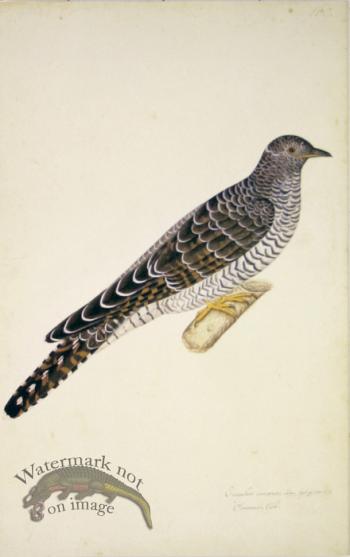 160 Swedish Birds . Cuculus Canorus.Common Cuckoo
